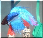   Betta_Splendens