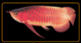   arowana