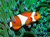 הסמל האישי שלFinding Nemo